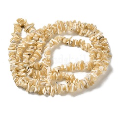 Natürliche Trochusmuschelperlenstränge&nbsp;SHEL-K006-38