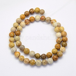 Fossili perle di corallo fili&nbsp;X-G-G697-F01-4mm