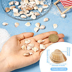 Naturale guscio&nbsp;FIND-TAC0026-10A