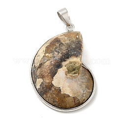 Ciondoli fossili lumaca, con impostazioni di ciondoli in ottone, platino, kaki scuro, 35~50x25~35x8mm, Foro: 4x6 mm