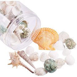 PandaHall Elite 70 pcs Mixed Shape Undrilled Sea Shell Beads No Hole Scallop Sea Shells Natural Ocean Beach Clam Seashells Craft Charms for Home Party Wedding Decoration Fish Tank Vase Filler