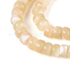 Natürliche Trochidschale / Trochusschalenperlenstränge&nbsp;BSHE-T014-54B