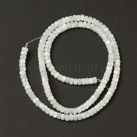 Natural Trochid Shell/Trochus Shell Beads BSHE-B005-12-1