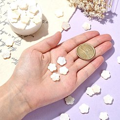 30 Stück natürliche Süßwasser-Muschelperlenstränge&nbsp;SHEL-CJ0001-30