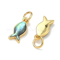 Dijes de concha de paua natural&nbsp;LS-KK-F926-04A