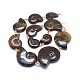 Perles d'ammonites naturelles / perles de conques graduées G-O179-K03-3